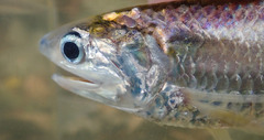 Gray's Grenadier Anchovy photo 2