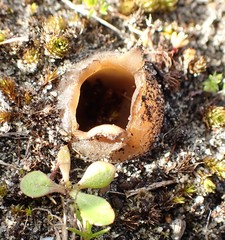 Peziza austrogeaster