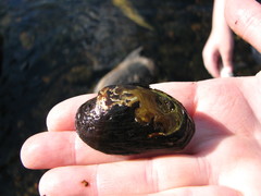 Alasmidonta varicosa