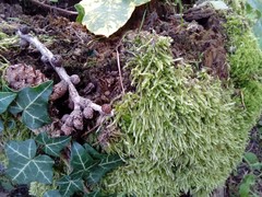 Hypnum cupressiforme