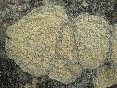 Pertusaria multipuncta