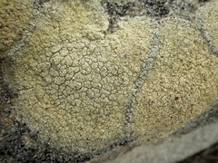 Pertusaria multipuncta