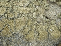 Pertusaria multipuncta
