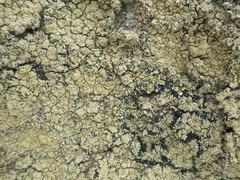 Pertusaria multipuncta