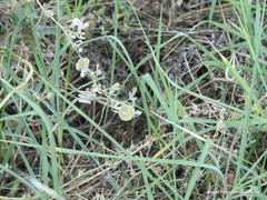 Medicago orbicularis