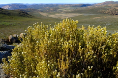 Phylica montana