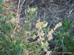 Medicago orbicularis