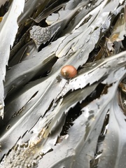Littorina obtusata