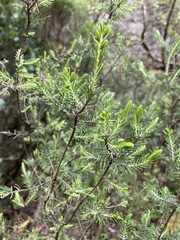 Asparagus rubicundus