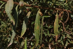 Puccinia baccharidis