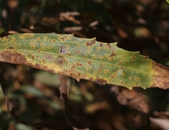 Puccinia baccharidis