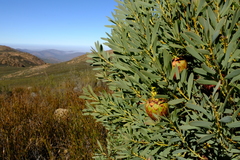 Protea namaquana