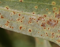 Puccinia baccharidis