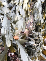 Littorina obtusata
