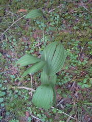 Cypripedium parviflorum pubescens