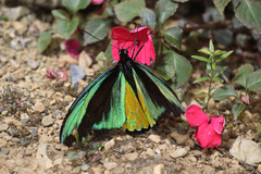 Ornithoptera goliath