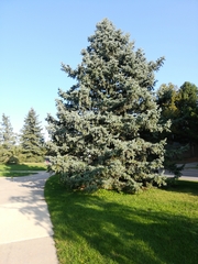 Picea pungens