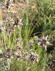 Berkheya heterophylla