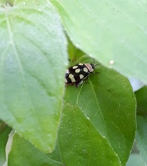 Alagoasa trifasciata
