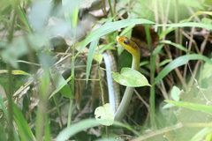 Dendrelaphis punctulatus