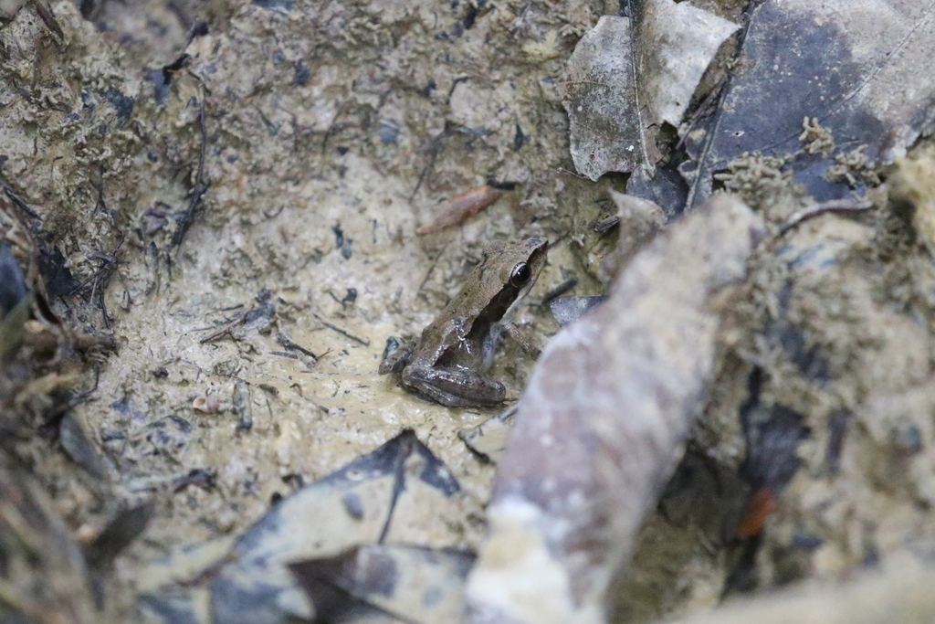 Went Mountains Frog (Papurana grisea)