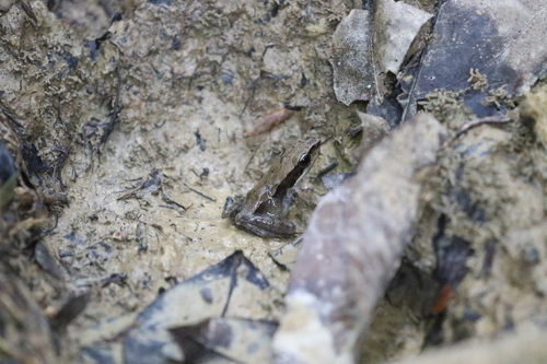 Papurana grisea observed 2019-08-18