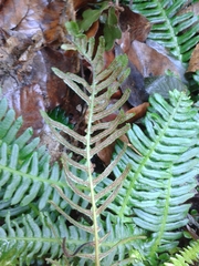 Struthiopteris spicant