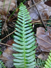 Struthiopteris spicant