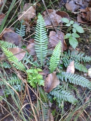 Struthiopteris spicant