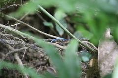 Emoia caeruleocauda