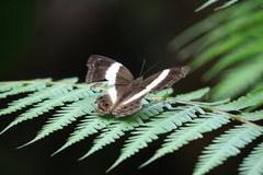 Yoma algina