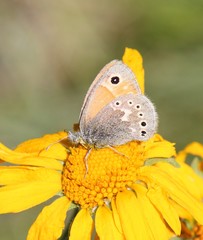 Coenonympha california subfusca