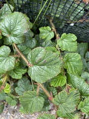 Rubus tricolor