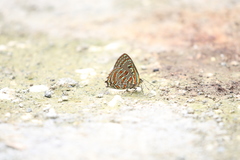 Hypochrysops pythias