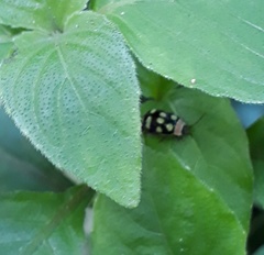 Alagoasa trifasciata
