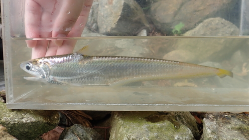 Gray's grenadier anchovy (Coilia grayii) — Engraulidae — 5