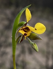 Diuris laxiflora