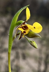 Diuris laxiflora