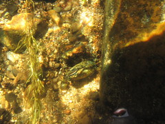 Alasmidonta varicosa