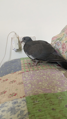 Columba palumbus