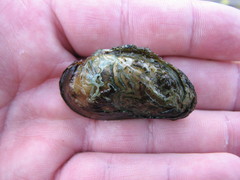 Alasmidonta varicosa