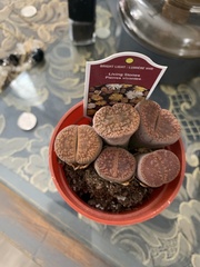Lithops