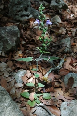 Scutellaria ovata bracteata