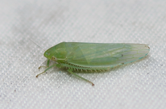 Gyponana angulata