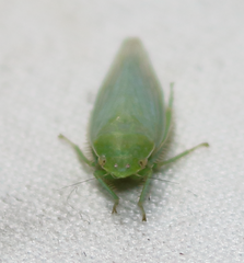 Gyponana angulata