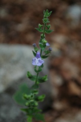 Scutellaria ovata bracteata