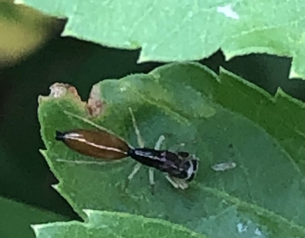 Myrmarachne angusta