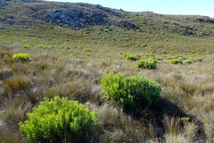 Protea namaquana