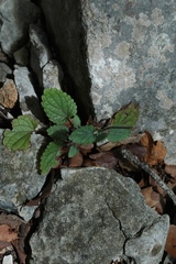 Scutellaria ovata bracteata