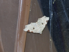 Prolophota trigonifera